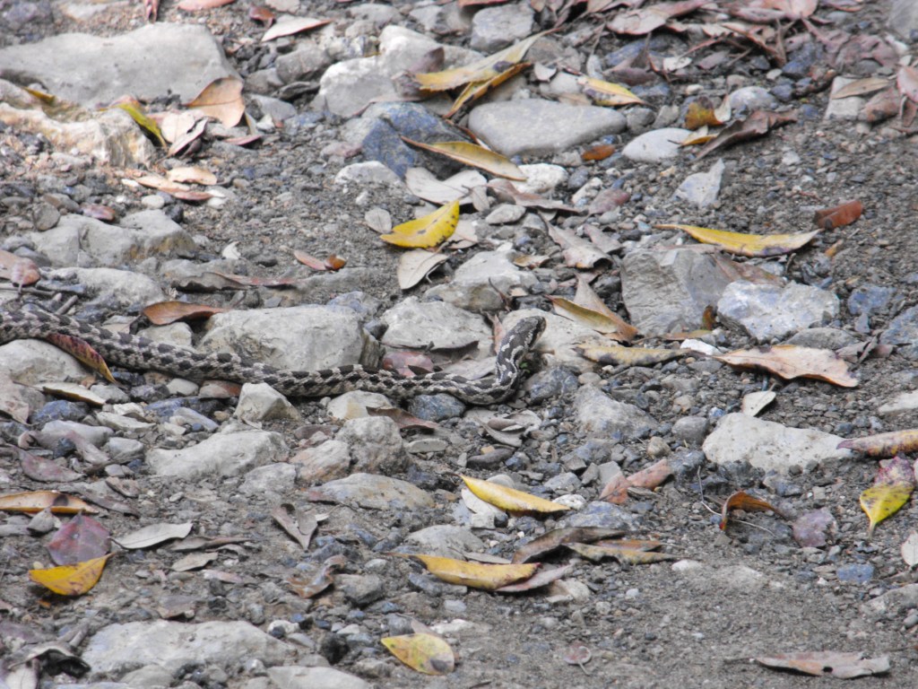 informazioni serpente Toscana